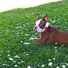 dog, boston_terrier, pet, animal, grass, daisies, flowers, garden, outdoors, park, lying_down, collar, red_collar, brown_and_white, ears, portrait, lawn, nature, daylight, summer