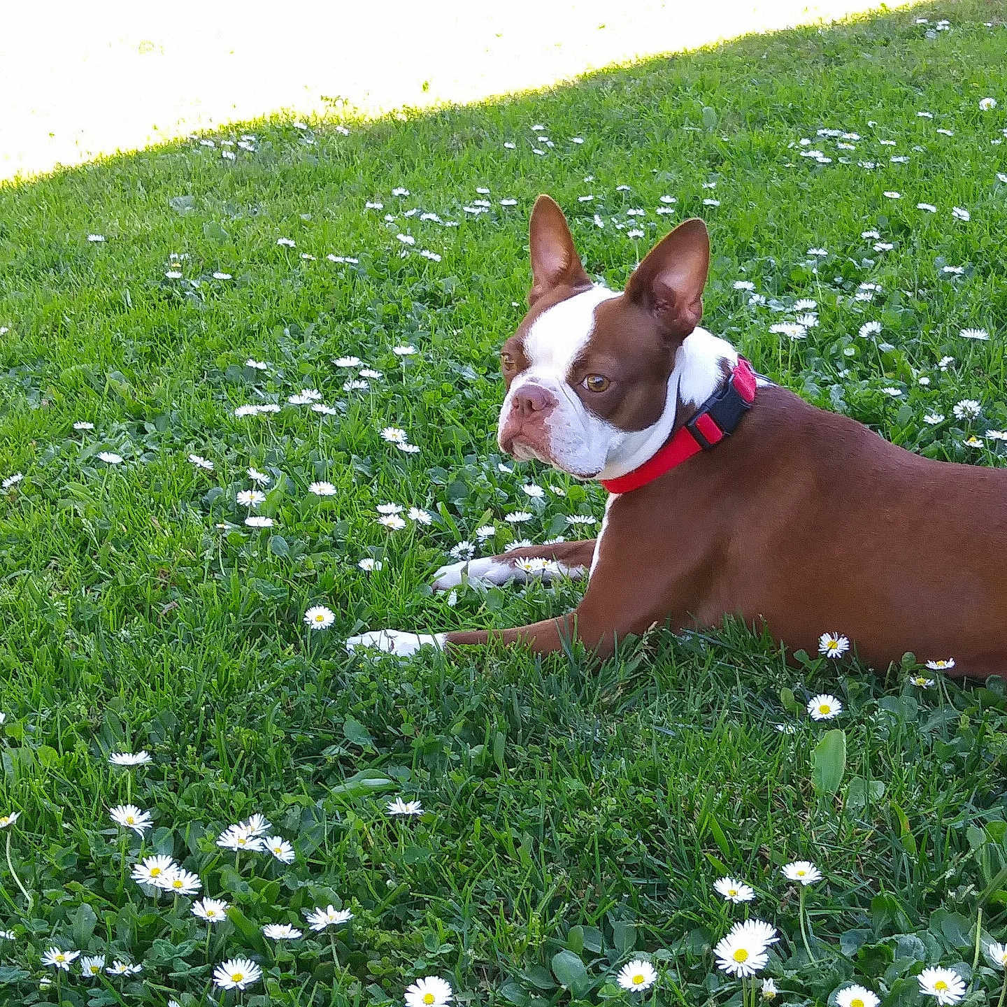 Hula