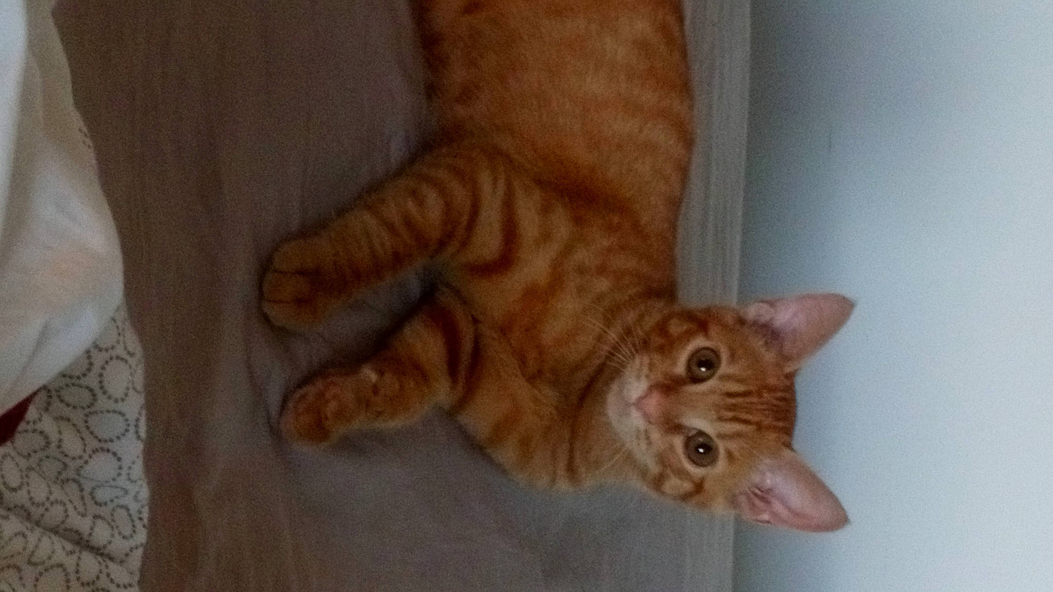 Rio a rejoint le concours — aidez-le/la à gagner de superbes lots ! arabian_mau, carnivore, cat, claw, domestic_short_haired_cat, european_shorthair, fawn, felidae, german_rex, hand, kitten, mammal, ocicat, paw, polydactyl_cat, skin, small_to_medium_sized_cats, tabby_cat, tail, whiskers