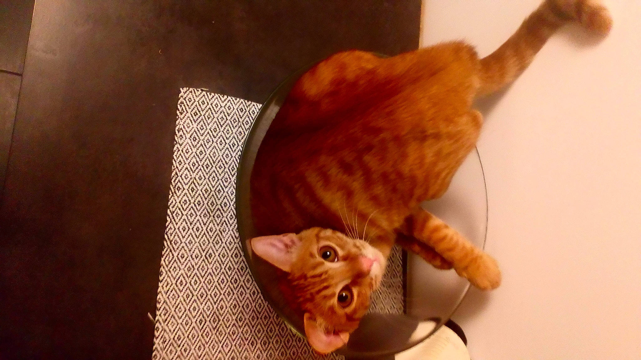 Rio participe au concours pour gagner de l'argent avec cette photo : carnivore, cat, domestic_short_haired_cat, european_shorthair, fawn, felidae, german_rex, ocicat, small_to_medium_sized_cats, tabby_cat, tail, whiskers