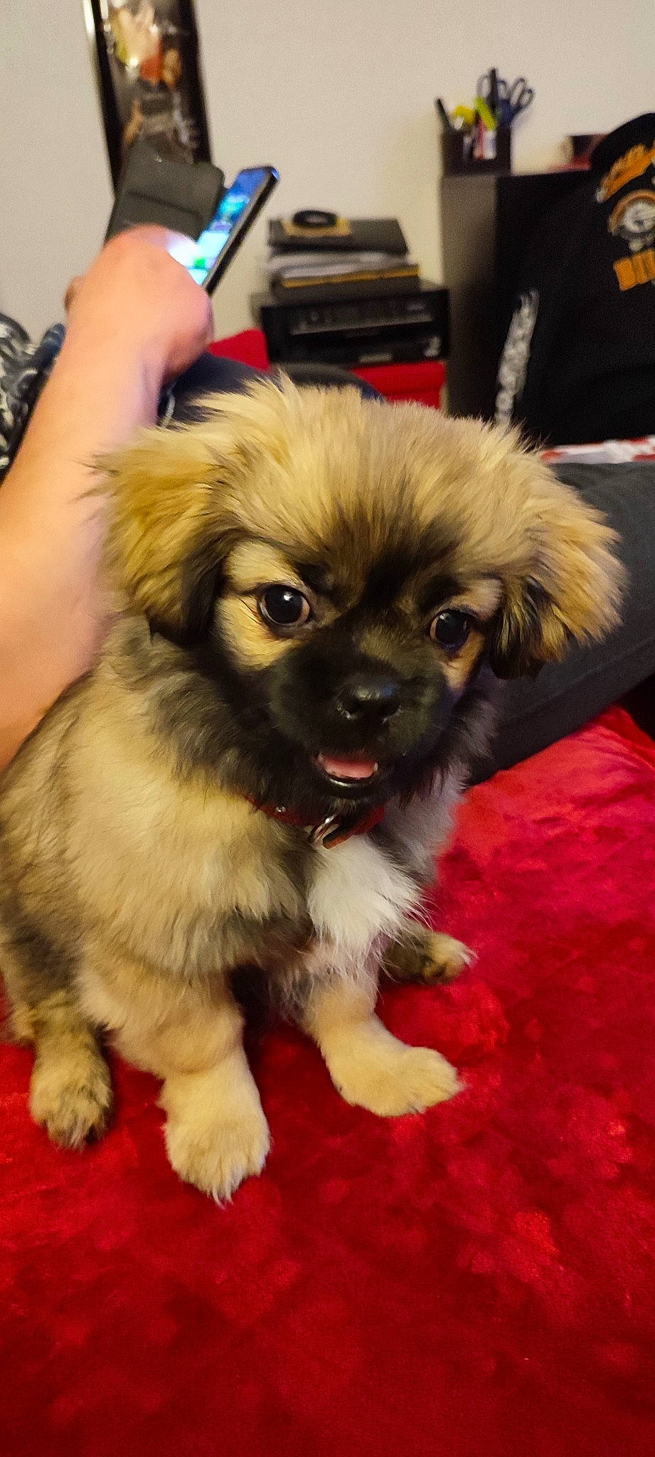 Texas a rejoint le concours — aidez-le/la à gagner de superbes lots ! ancient_dog_breeds, canidae, carnivore, companion_dog, dog, dog_breed, fawn, flooring, fur, mobile_phone, non_sporting_group, portable_communications_device, puppy, snout, sporting_group, toy_dog, whiskers, working_animal