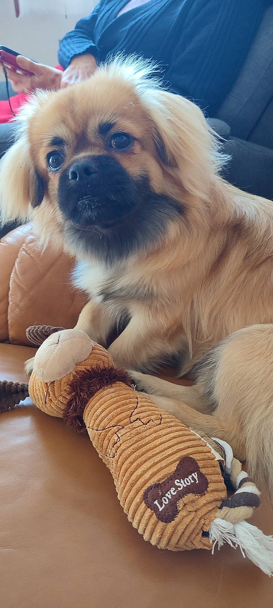 Texas a rejoint le concours — aidez-le/la à gagner de superbes lots ! ancient_dog_breeds, canidae, carnivore, companion_dog, dog, dog_breed, dog_collar, fashion_accessory, fawn, fur, non_sporting_group, paw, smile, snout, sporting_group, thread, toy_dog, whiskers, wood, wool