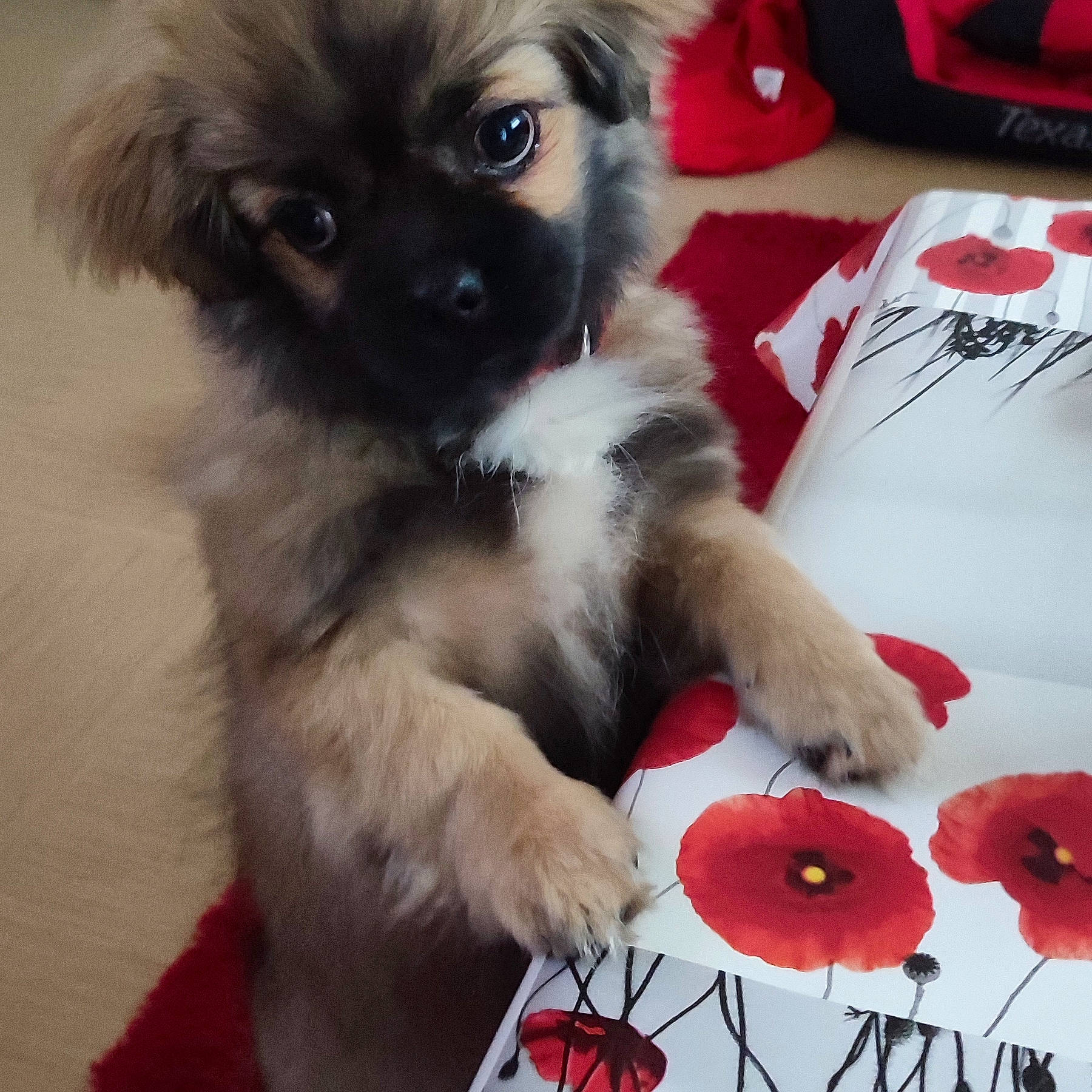 Texas a rejoint le concours — aidez-le/la à gagner de superbes lots ! canidae, carmine, carnivore, companion_dog, coquelicot, dog, dog_breed, dog_supply, fawn, fur, non_sporting_group, paw, pet_supply, petal, tableware, tail, toy_dog, whiskers, working_animal