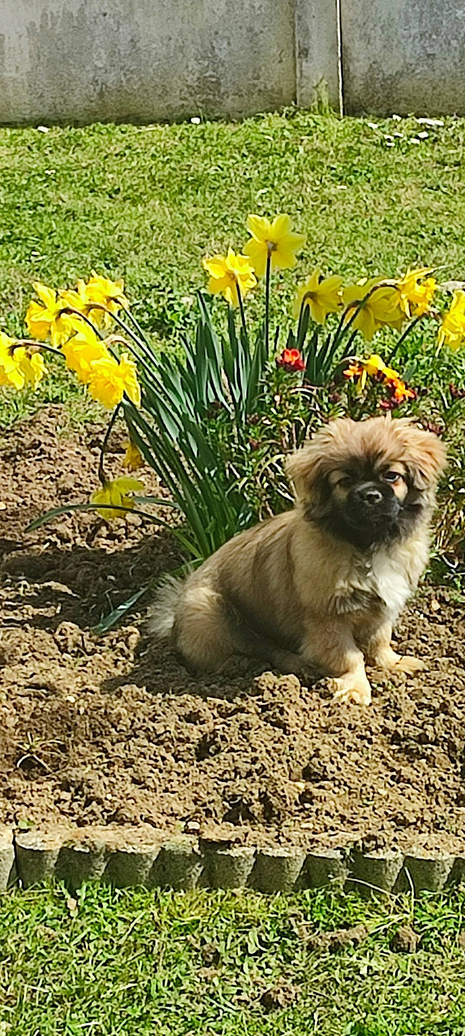 Texas a rejoint le concours — aidez-le/la à gagner de superbes lots ! annual_plant, carnivore, companion_dog, dog, dog_breed, fawn, flower, flowering_plant, grass, groundcover, herbaceous_plant, landscape, liver, petal, plant, snout, soil, terrestrial_animal, toy_dog, wildlife