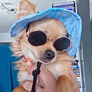 Vasko a rejoint le concours — aidez-le/la à gagner de superbes lots ! accessory, animal, blue_hat, canine, chihuahua, close_up, cool, cute, dog, fashion, funny, hand, hat, indoor, light_brown_fur, person_holding, pet, portrait, small_dog, sunglasses