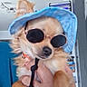 accessory, animal, blue_hat, canine, chihuahua, close_up, cool, cute, dog, fashion, funny, hand, hat, indoor, light_brown_fur, person_holding, pet, portrait, small_dog, sunglasses