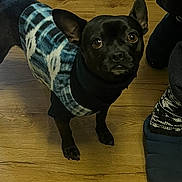 Gizmo is registered to the contest to win money with this photo: dog, small_dog, black_dog, sweater, blue_sweater, white_pattern, wooden_floor, flooring, indoor, pet, looking_up, ears_up, person, pants, slippers, footwear, animal, companion, curious, cozy