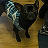 dog, small_dog, black_dog, sweater, blue_sweater, white_pattern, wooden_floor, flooring, indoor, pet, looking_up, ears_up, person, pants, slippers, footwear, animal, companion, curious, cozy