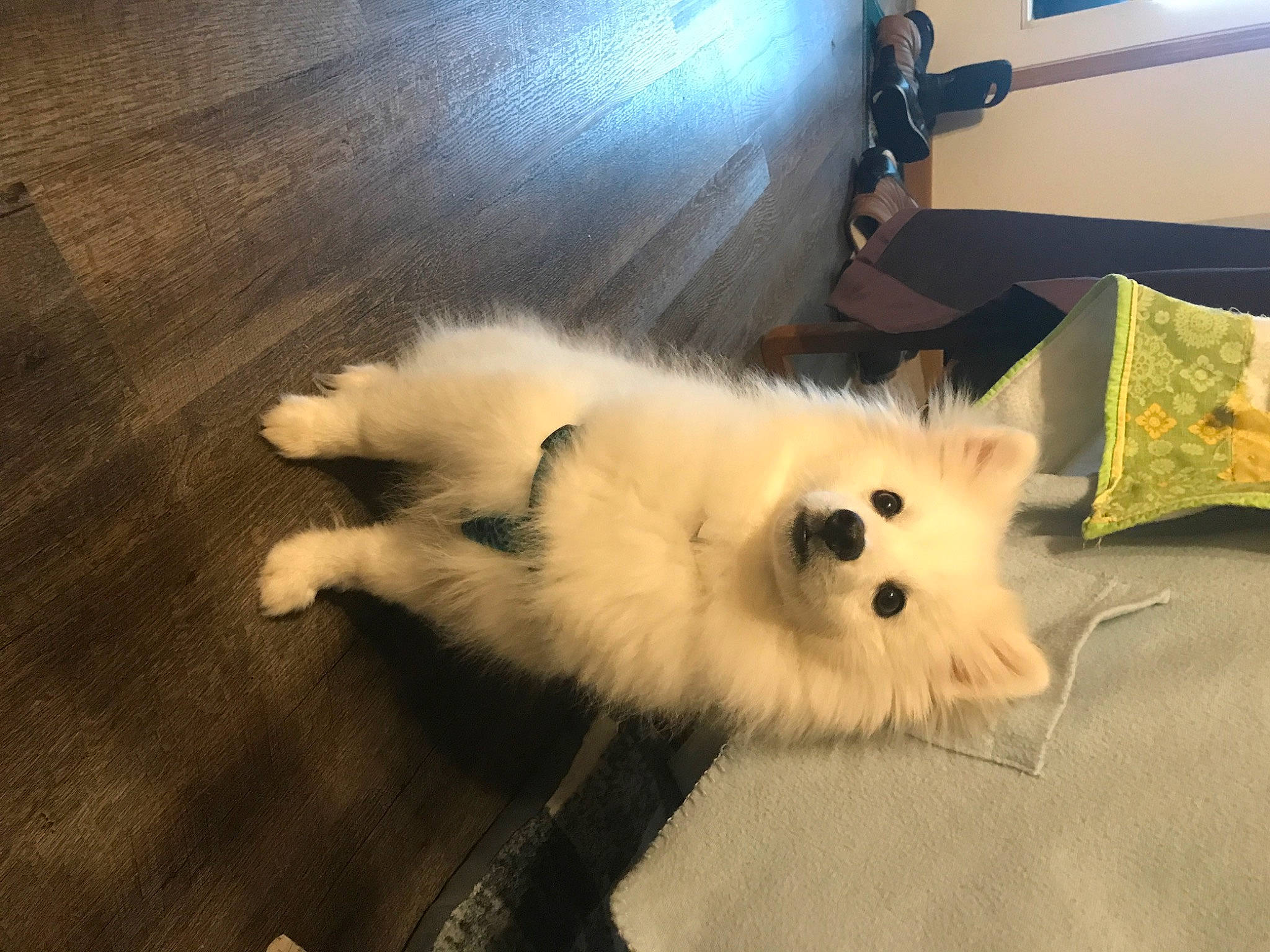 Casper is registered to the contest to win money with this photo: canidae, carnivore, companion_dog, dog, dog_breed, fawn, felidae, flooring, fur, german_spitz, german_spitz_mittel, hardwood, samoyed, small_to_medium_sized_cats, snout, spitz, sporting_group, tail, whiskers, wood