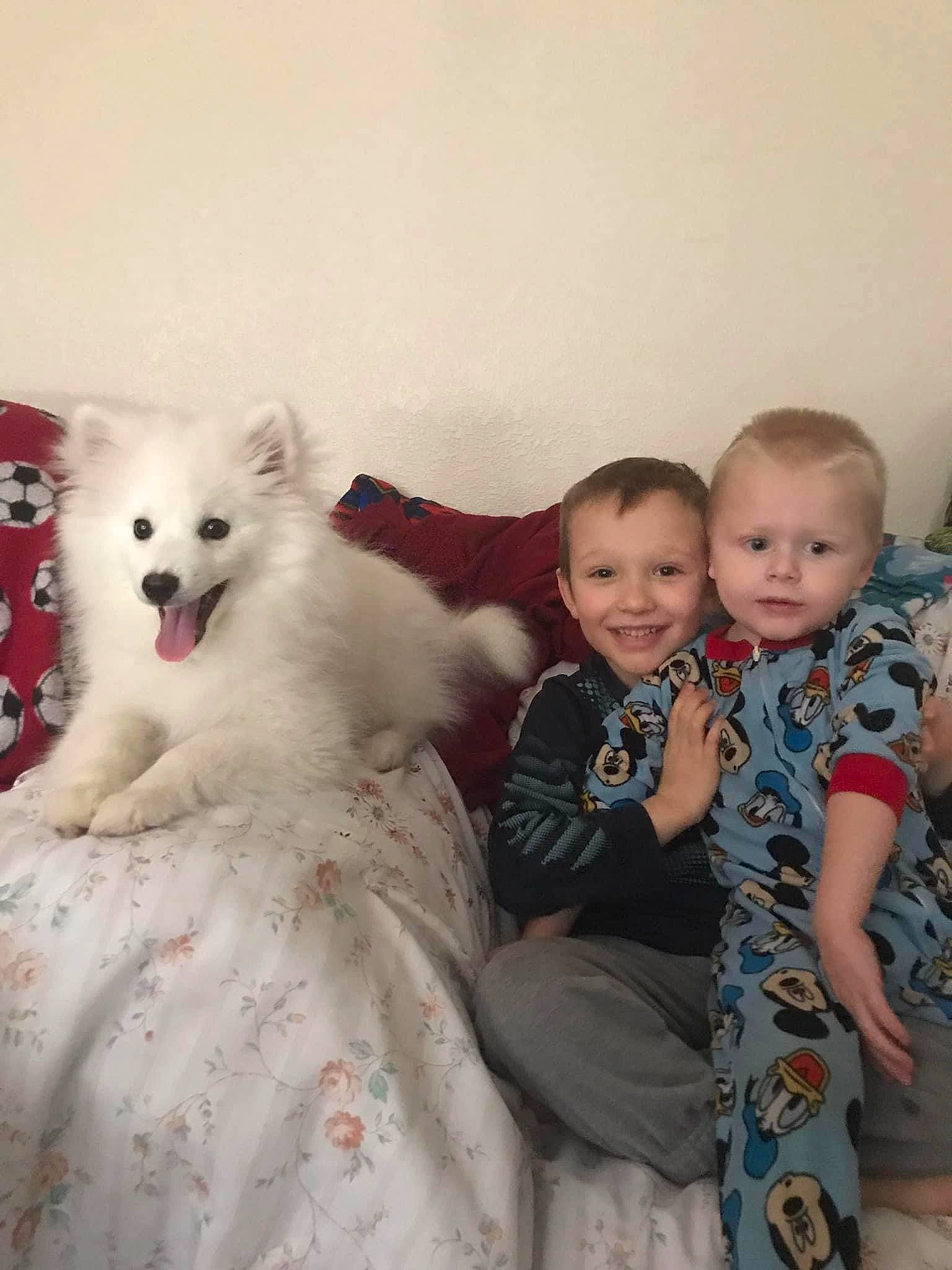 Casper joined the competition — help win amazing prizes! baby_toddler_clothing, carnivore, child, comfort, companion_dog, dog, dog_breed, event, facial_expression, fawn, fun, fur, happy, head, interaction, iris, sitting, skin, smile, toddler