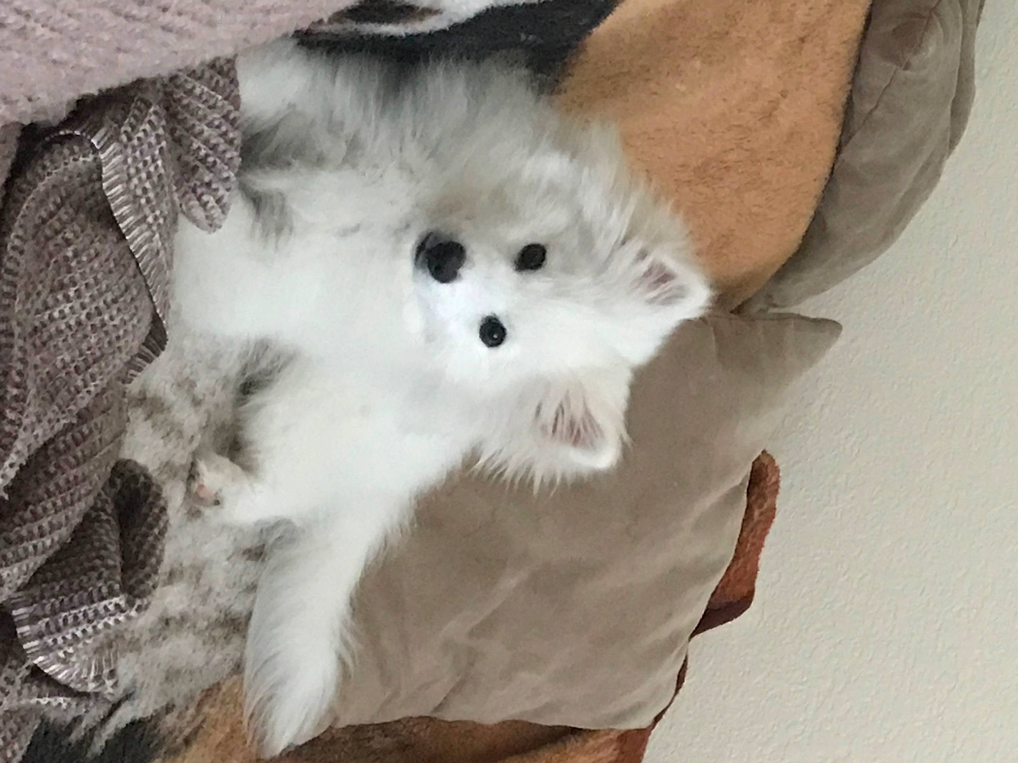 Casper joined the competition — help win amazing prizes! canidae, carnivore, claw, comfort_food, companion_dog, dog_breed, fashion_accessory, felidae, fur, non_sporting_group, pattern, paw, small_to_medium_sized_cats, tail, terrestrial_animal, toy, toy_dog, whiskers, white_rice