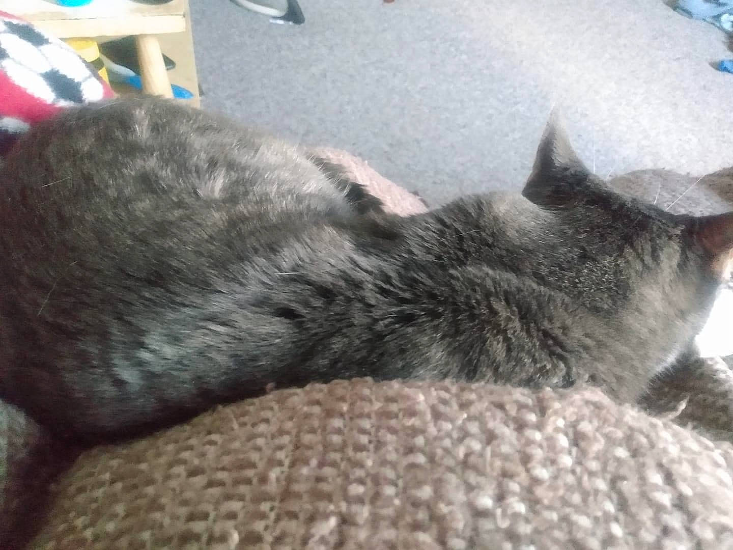 Sage is registered to the contest to win money with this photo: carnivore, cat, claw, comfort, domestic_short_haired_cat, felidae, fur, grey, human_leg, nap, paw, sleep, small_to_medium_sized_cats, snout, tail, terrestrial_animal, whiskers