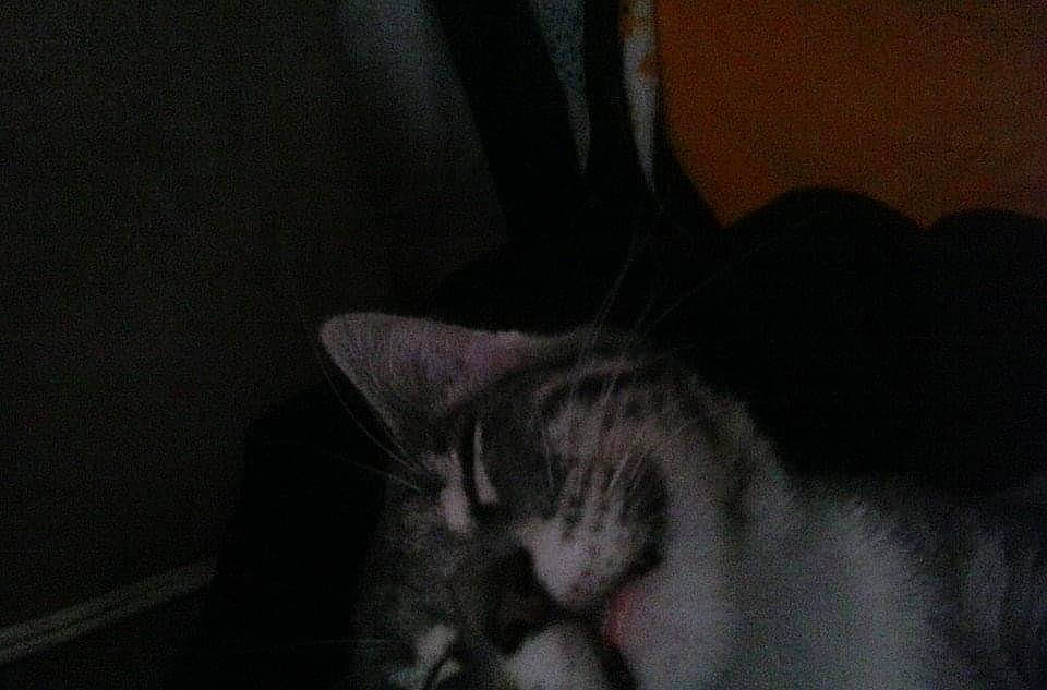 Sage is registered to the contest to win money with this photo: carnivore, cat, comfort, darkness, domestic_short_haired_cat, ear, felidae, fur, grey, head, monochrome_photography, paw, small_to_medium_sized_cats, snout, tail, whiskers, window