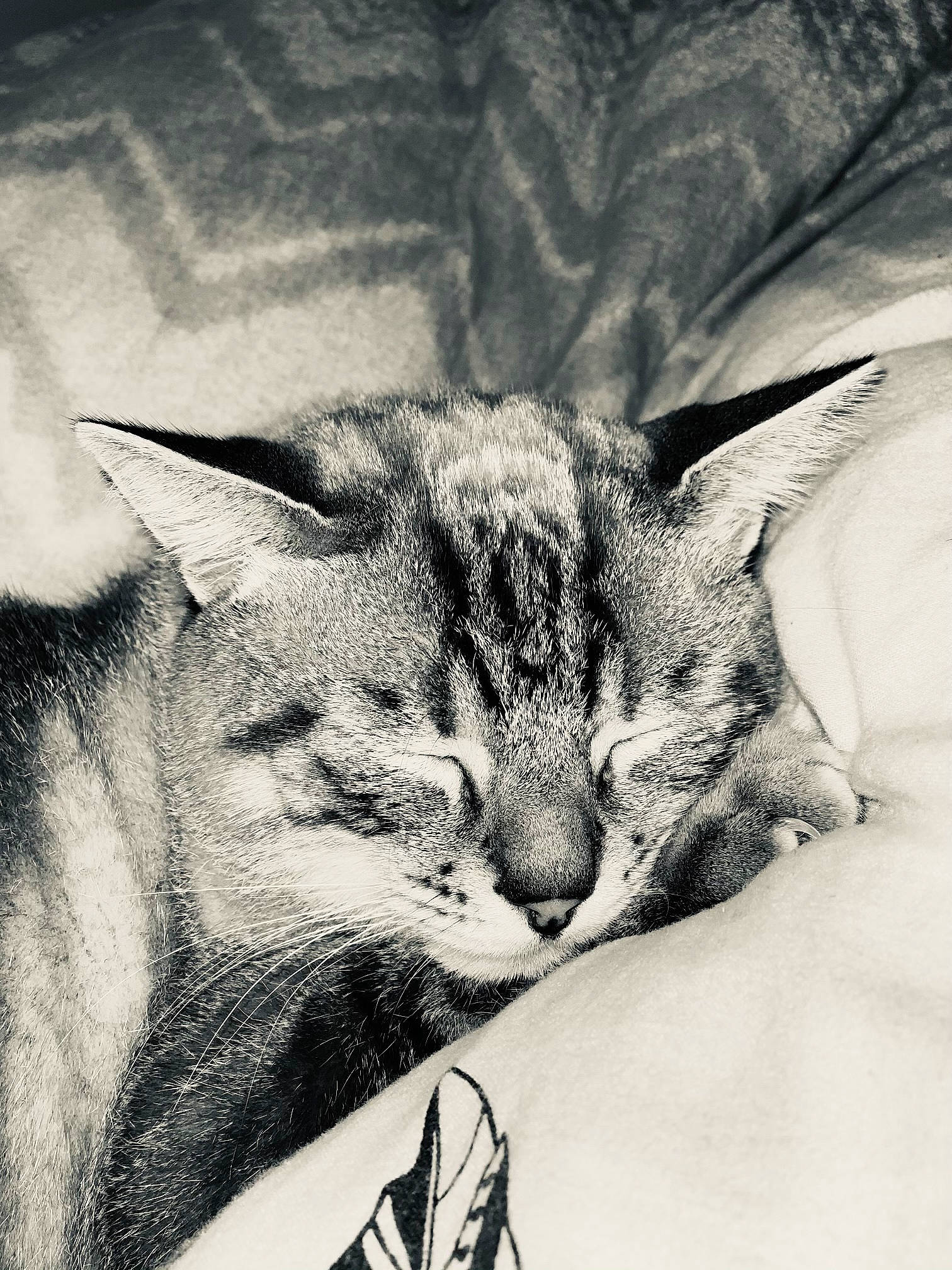Loco participe au concours pour gagner de l'argent avec cette photo : asian, black_and_white, carnivore, cat, domestic_short_haired_cat, drawing, european_shorthair, eye, felidae, kitten, monochrome, monochrome_photography, nap, nose, sketch, sleep, small_to_medium_sized_cats, snout, tabby_cat, whiskers