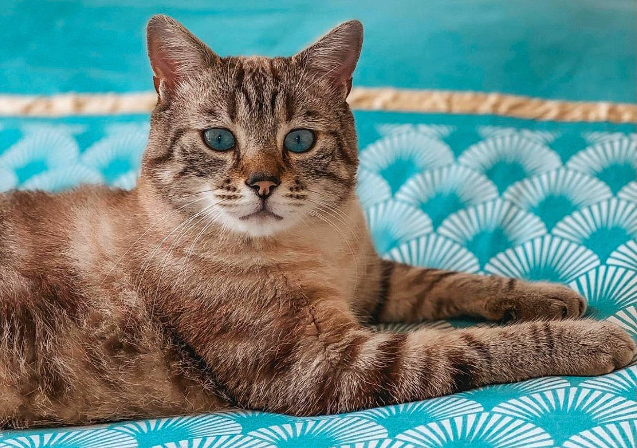 Loco a rejoint le concours — aidez-le/la à gagner de superbes lots ! american_bobtail, american_wirehair, asian, australian_mist, british_semi_longhair, british_shorthair, carnivore, cat, domestic_short_haired_cat, dragon_li, european_shorthair, felidae, fur, kitten, mammal, pixie_bob, small_to_medium_sized_cats, tabby_cat, vertebrate, whiskers