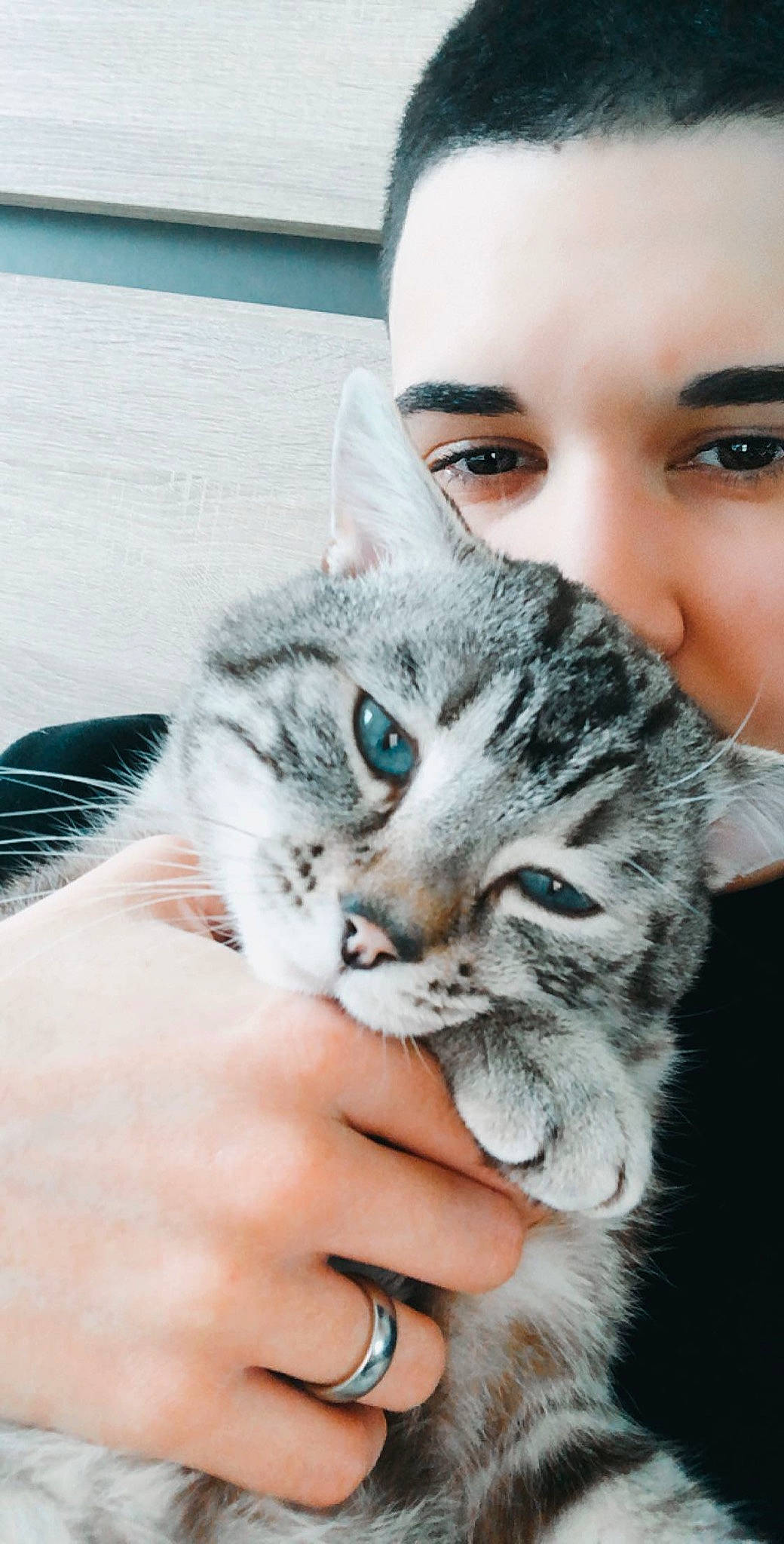 Loco a rejoint le concours — aidez-le/la à gagner de superbes lots ! american_shorthair, asian, carnivore, cat, cheek, chin, european_shorthair, eye, eyebrow, felidae, fur, kitten, mouth, nose, siberian, skin, small_to_medium_sized_cats, snout, tabby_cat, whiskers