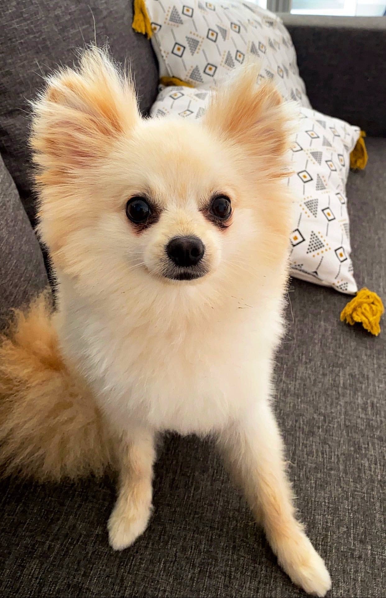 Pumba participe au concours pour gagner de l'argent avec cette photo : canidae, carnivore, companion_dog, dog, dog_breed, german_spitz, german_spitz_klein, german_spitz_mittel, indian_spitz, japanese_spitz, mammal, non_sporting_group, pomeranian, puppy, rare_breed_dog, snout, spitz, toy_dog, vertebrate, volpino_italiano