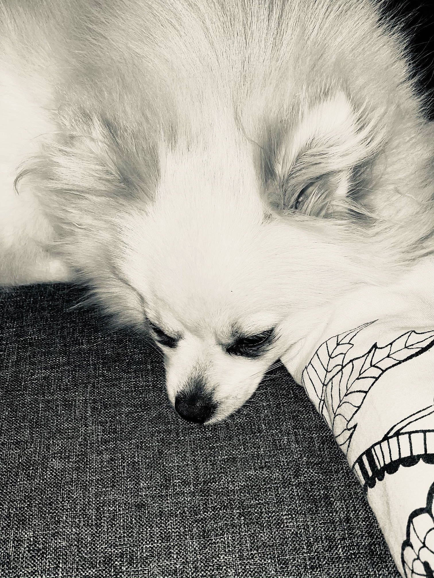 Pumba participe au concours pour gagner de l'argent avec cette photo : black_and_white, canidae, carnivore, companion_dog, dog, dog_breed, eye, fur, japanese_spitz, mammal, monochrome, nose, photography, pomeranian, puppy, puppy_love, snout, spitz, toy_dog, whiskers