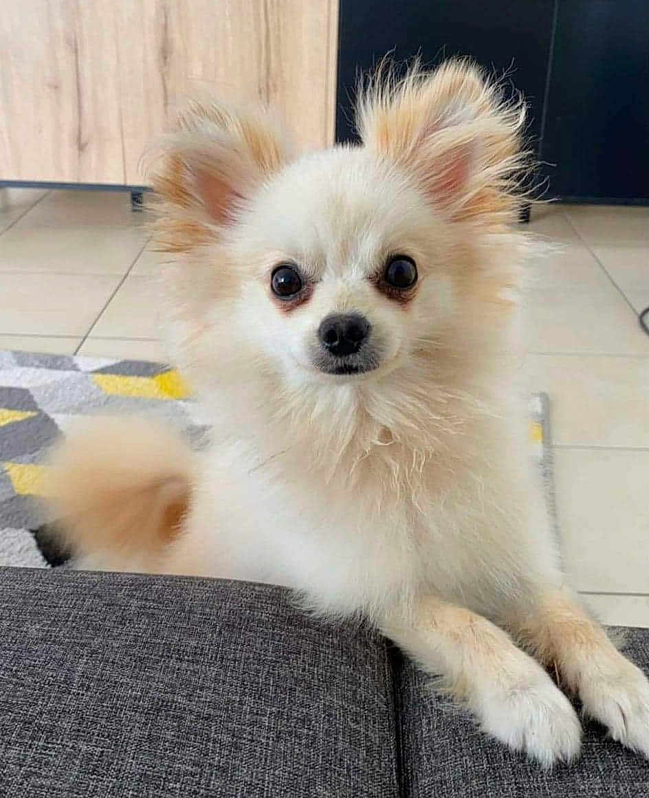 Pumba