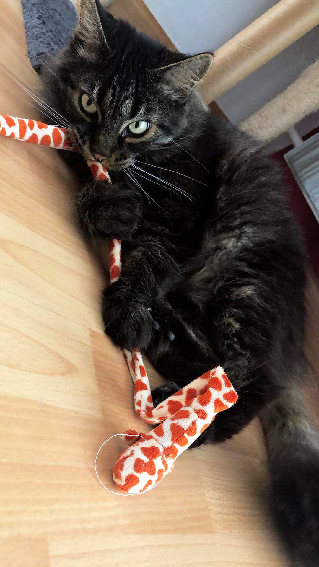 Kit-kat a rejoint le concours — aidez-le/la à gagner de superbes lots ! asian, black_cat, carnivore, cat, claw, felidae, fur, kitten, mammal, small_to_medium_sized_cats, whiskers