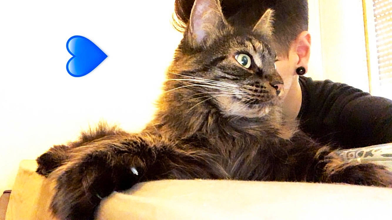 Kit-kat participe au concours pour gagner de l'argent avec cette photo : asian, carnivore, cat, domestic_long_haired_cat, felidae, fur, kitten, maine_coon, mammal, oriental_longhair, paw, small_to_medium_sized_cats, whiskers