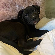 Ghost is registered to the contest to win money with this photo: puppy, dog, black_dog, lying_down, bed, blanket, pillow, pink_pillow, white_blanket, indoor, cute, pet, animal, cozy, relaxed, young_dog, fur, looking_at_camera, resting, soft
