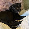 puppy, dog, black_dog, lying_down, bed, blanket, pillow, pink_pillow, white_blanket, indoor, cute, pet, animal, cozy, relaxed, young_dog, fur, looking_at_camera, resting, soft