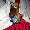 Alya a rejoint le concours — aidez-le/la à gagner de superbes lots ! dog, small_dog, chihuahua, pet_clothing, bed, bedding, blanket, red, white, fur, animal, cute, resting, looking_back, ears, paw, domestic_animal, indoors, fabric, sleepy