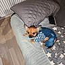 dog, small_dog, clothing, denim, overalls, checkered_shirt, blanket, star_pattern, couch, pillow, wood_floor, indoor, pet, cozy, cute, animal, fur, ears, eyes, resting