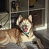 Rocket participe au concours pour gagner de l'argent avec cette photo : dog, husky, pet, smiling, sunlight, indoor, blanket, floor, collar, happy, relaxed, canine, fur, ears, mouth_open, resting, home, shelf, basket, wood_floor