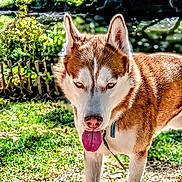Rocket a rejoint le concours — aidez-le/la à gagner de superbes lots ! animal, blue_eyes, brown_fur, canine, dog, fluffy, forest, greenery, happy, husky, leash, nature, outdoors, pet, portrait, standing, sunlight, tongue_out, white_fur, woodland