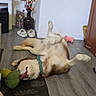 dog, husky, indoor, floor, toy, plush_toy, collar, relaxed, lying_down, wooden_floor, vase, flowers, slippers, home, pet, brown_and_white, playful, resting, furniture, cozy