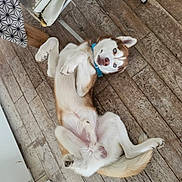 Rocket participe au concours pour gagner de l'argent avec cette photo : dog, husky, pet, animal, floor, wooden_floor, collar, blue_collar, lying_down, playful, indoor, fur, ears, paw, tail, cute, looking_up, canine, domestic_animal, house