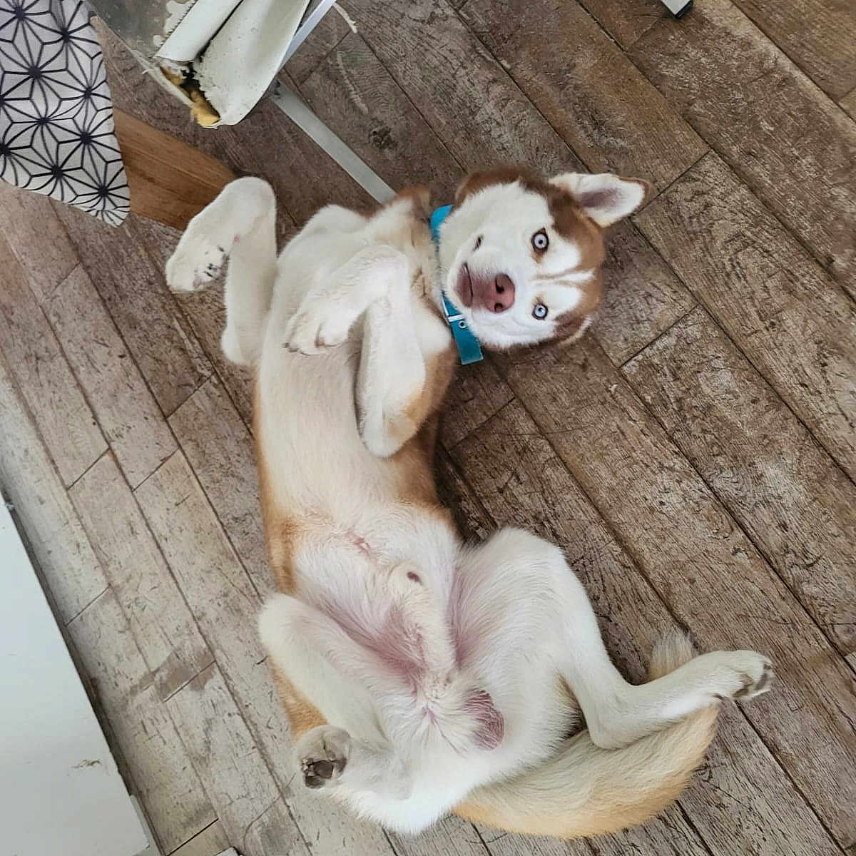 Rocket