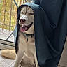 Rocket participe au concours pour gagner de l'argent avec cette photo : dog, husky, curtain, indoor, tongue_out, happy, pet, animal, floor, window, tail, collar, light, shadow, wood_floor, playful, canine, domestic_animal, sitting, fur