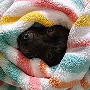 Jett joined the competition — help win amazing prizes! dog, black_dog, blanket, cozy, snuggled, peeking, fluffy, colorful, striped, soft, nap, pet, animal, cute, portrait, indoors, warm, resting, fur, face