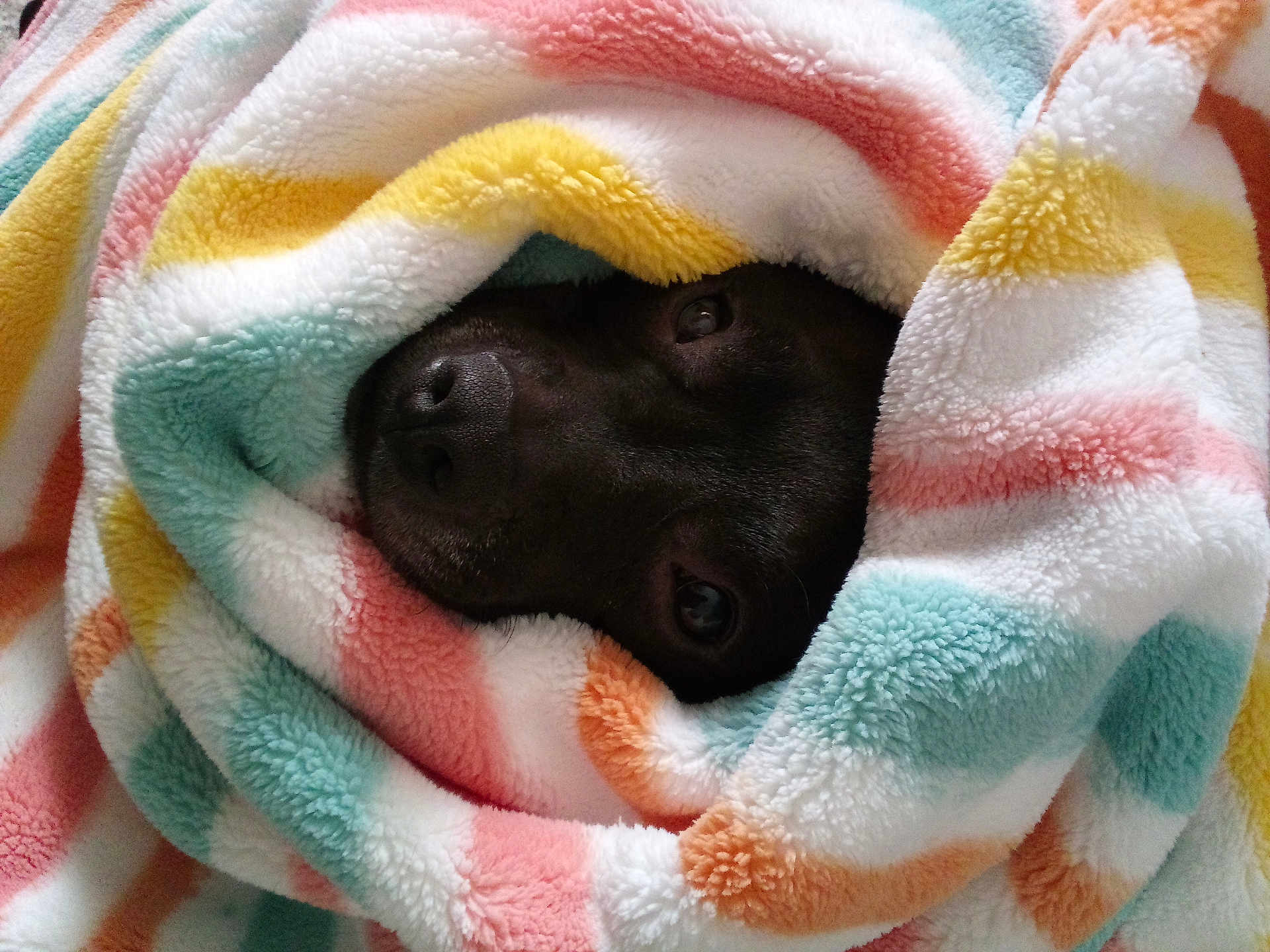 Jett joined the competition — help win amazing prizes! dog, black_dog, blanket, cozy, snuggled, peeking, fluffy, colorful, striped, soft, nap, pet, animal, cute, portrait, indoors, warm, resting, fur, face