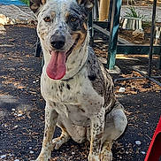 Rufie Anne joined the competition — help win amazing prizes! animal, canine, chair, dog, ears, fence, grass, ground, happy, metal_bowl, nature, outdoor, pet, rocks, shadow, sitting, speckled, sunlight, table, tongue_out