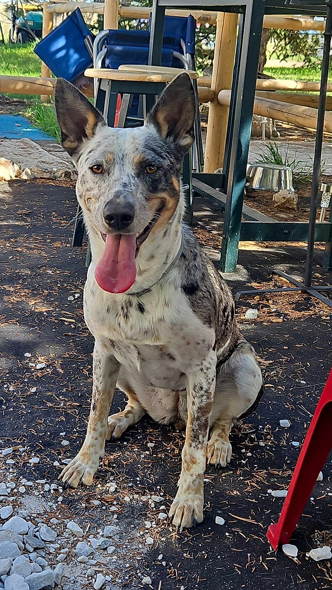 Rufie Anne joined the competition — help win amazing prizes! animal, canine, chair, dog, ears, fence, grass, ground, happy, metal_bowl, nature, outdoor, pet, rocks, shadow, sitting, speckled, sunlight, table, tongue_out