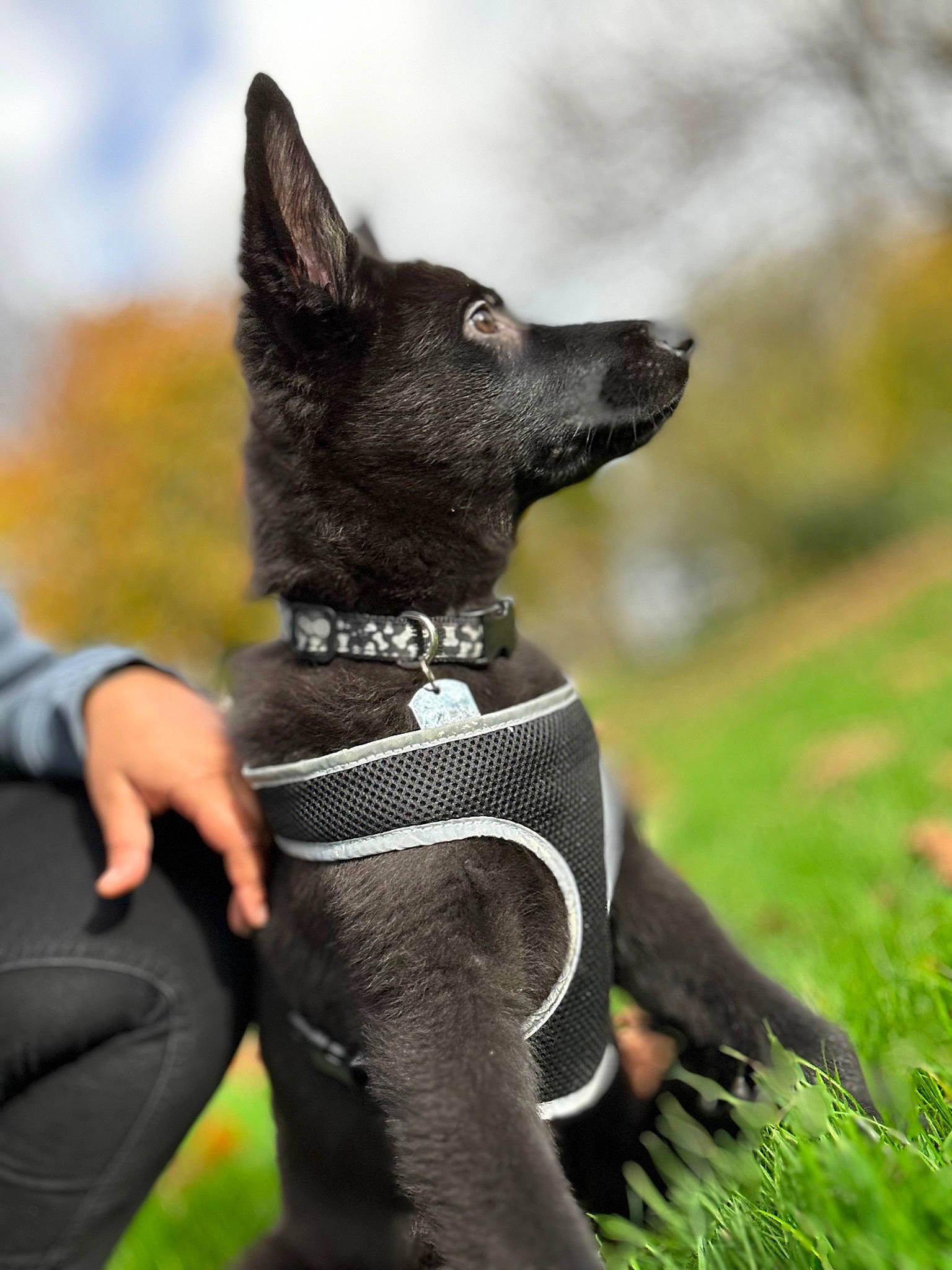 Angus is registered to the contest to win money with this photo: art, canidae, carnivore, collar, companion_dog, dog, dog_breed, dog_collar, gesture, grass, guard_dog, hunting_dog, non_sporting_group, personal_protective_equipment, recreation, sky, sporting_group, whiskers, working_animal, working_dog