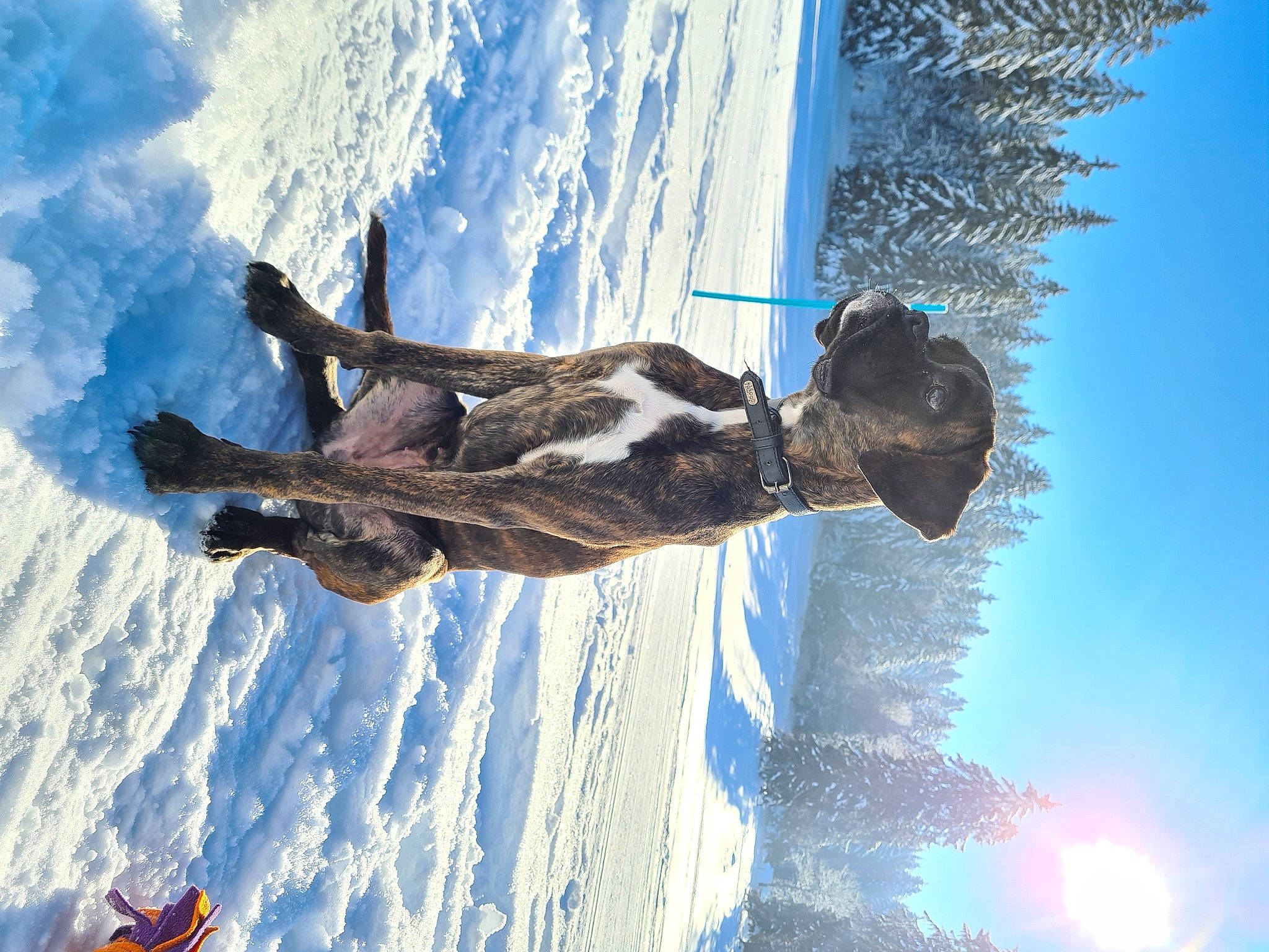 Woodie a rejoint le concours — aidez-le/la à gagner de superbes lots ! adventure, animal_sports, canidae, dog_breed, freezing, geological_phenomenon, glacial_landform, ice, ice_cap, pack_animal, playing_in_the_snow, precipitation, slope, snow, sporting_group, winter, working_dog