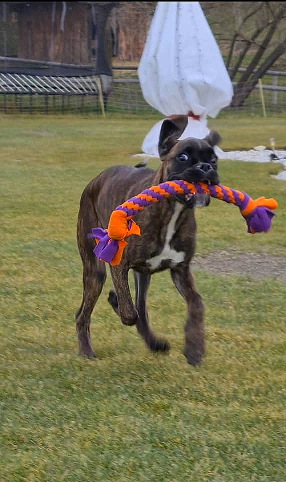 Woodie participe au concours pour gagner de l'argent avec cette photo : animal_sports, canidae, carnivore, collar, companion_dog, dog, dog_breed, dog_clothes, dog_sports, dog_supply, greyhound, greyhound_racing, magyar_agar, pet_supply, plain, sighthound, sporting_group, tail, whippet, working_animal