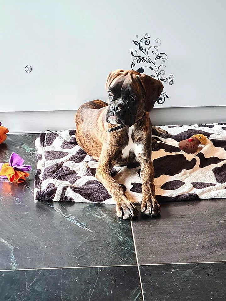 Woodie participe au concours pour gagner de l'argent avec cette photo : boxer, canidae, carnivore, companion_dog, dog, dog_breed, dog_supply, fawn, liver, mat, old_english_bulldog, paw, pet_supply, pumpkin, puppy, snout, sporting_group, toy, working_animal, working_dog