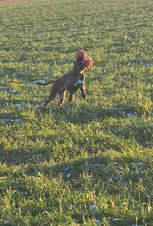 Woodie participe au concours pour gagner de l'argent avec cette photo : agriculture, borador, canidae, carnivore, companion_dog, dog, dog_breed, field, grass, groundcover, gun_dog, hunting_dog, liver, mammal, pointing_breed, prairie, sporting_group, tail, working_animal, working_dog
