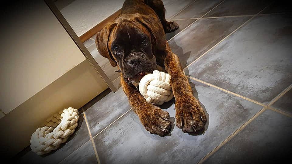 Woodie participe au concours pour gagner de l'argent avec cette photo : boxer, canidae, carnivore, companion_dog, dog, dog_breed, dog_supply, fawn, floor, guard_dog, liver, molosser, old_english_bulldog, pet_supply, snout, sporting_group, working_animal, working_dog, wrinkle