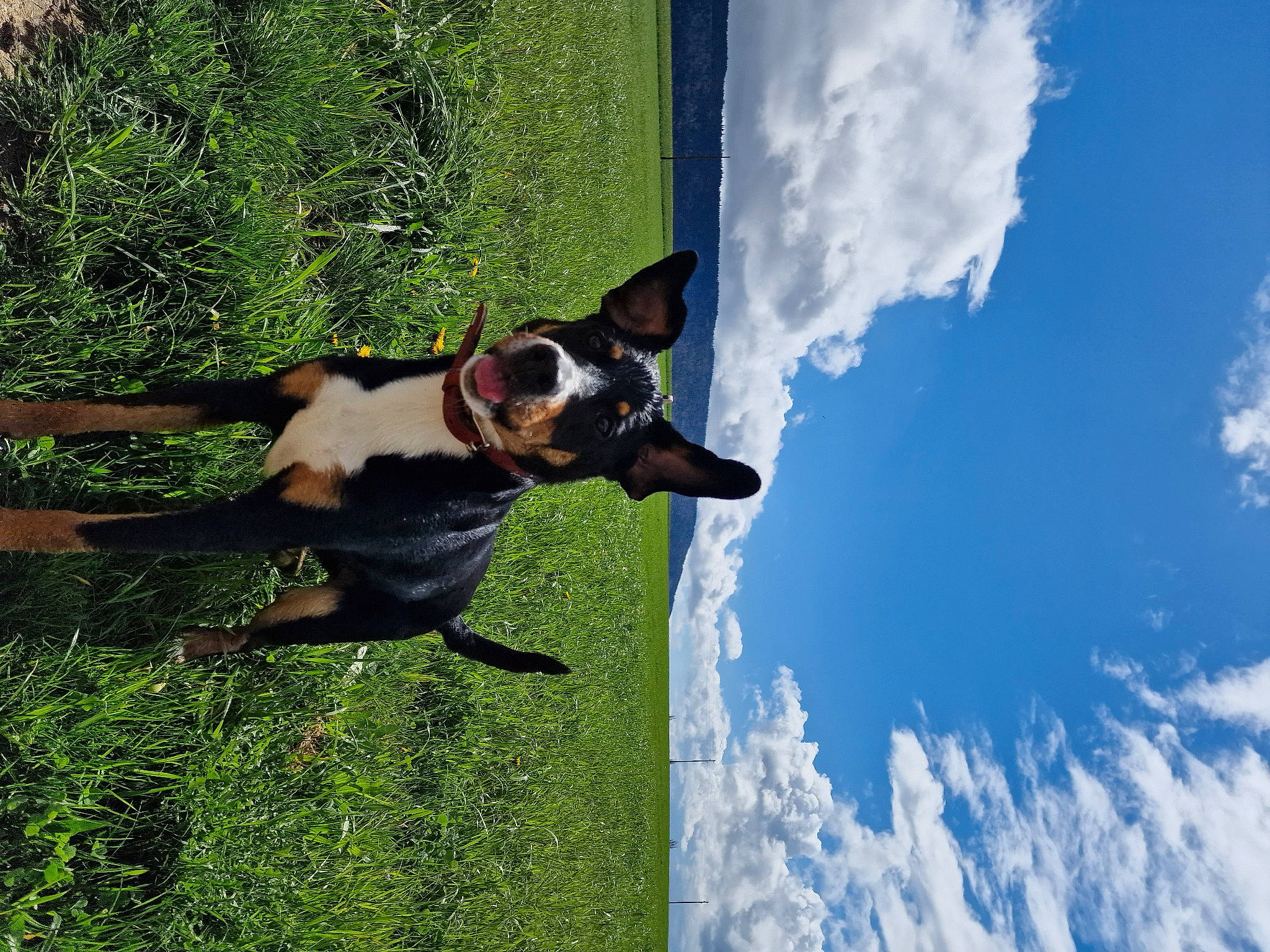 Héra participe au concours pour gagner de l'argent avec cette photo : adventure, carnivore, cloud, companion_dog, cumulus, dog, dog_breed, fawn, grass, guard_dog, happy, landscape, leisure, plant, sky, sunglasses, sunlight, tree, working_animal, working_dog