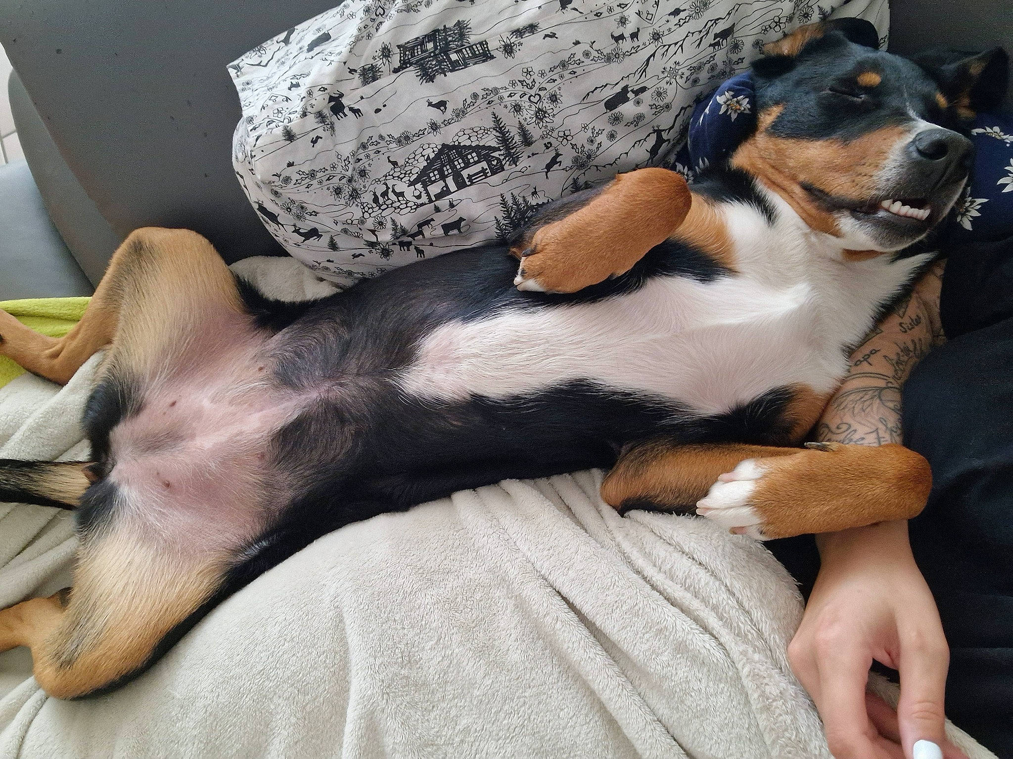 Héra participe au concours pour gagner de l'argent avec cette photo : canidae, carnivore, comfort, companion_dog, dog, dog_breed, fawn, fur, hound, human_leg, lap, paw, scent_hound, sitting, snout, sporting_group, vertebrate, whiskers, working_animal, working_dog