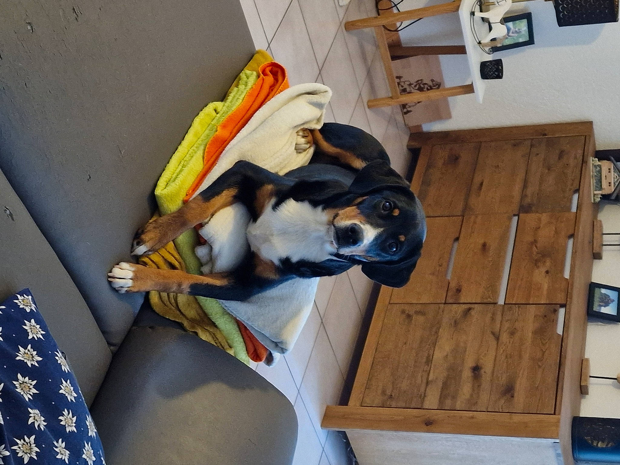 Héra participe au concours pour gagner de l'argent avec cette photo : canidae, carnivore, comfort, companion_dog, dog, dog_breed, flooring, hardwood, room, sporting_group, wood