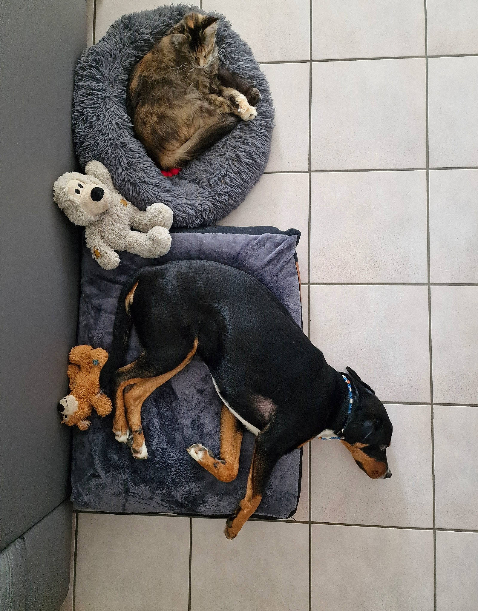 Héra participe au concours pour gagner de l'argent avec cette photo : art, canidae, carnivore, companion_dog, dog, dog_breed, fawn, flooring, grey, mammal, pet_supply, pinscher, snout, sporting_group, stuffed_toy, tail, toy, toy_dog, vertebrate, working_animal