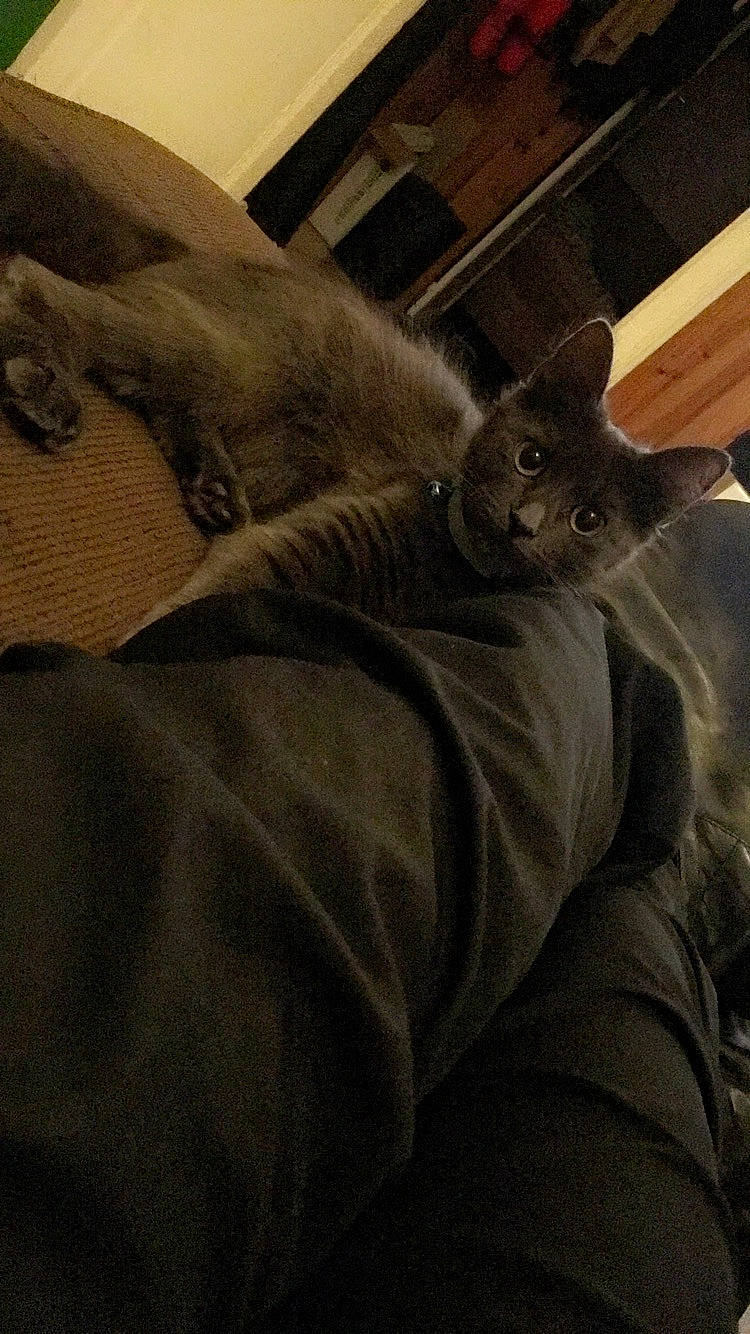 Rukia participe au concours pour gagner de l'argent avec cette photo : carnivore, cat, chartreux, felidae, kitten, korat, russian_blue, small_to_medium_sized_cats, whiskers